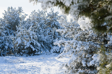 The pine forest covered with fluffy snow.