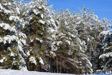 The branches of pine trees are bent under the weight of the snow. The pine trees are covered with fluffy snow. Sunny winter day after a snowfall.