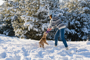 A young woman wearing a knitted hat, sweater and scarf play with her dog in the winter forest. Sunny day. The dog tries to take toy.