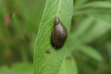 snail on a leaf