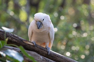 White Cockatoo Bird on the Tree