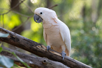 White Cockatoo Bird on the Tree
