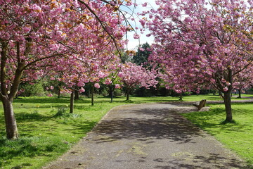 Scenic view of cherry blossom on a path in a beautiful park garden