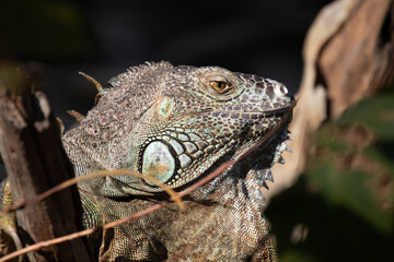 
Close up Green Iguana on the Tree