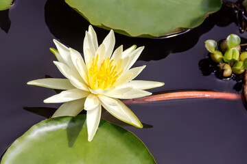 Flor de Loto en ambiente natural , en estanque de Villa de Leiva Colombia , rodeada de hojas verdes...