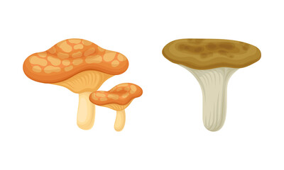 Forest Mushroom or Toadstool with Stem and Cap Isolated on White Background Vector Set