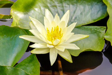 Flor de Loto en ambiente natural , en estanque de Villa de Leiva Colombia , rodeada de hojas verdes...