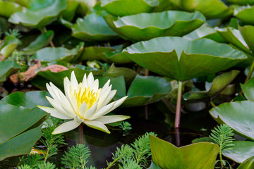 Flor de Loto en ambiente natural , en estanque de Villa de Leiva Colombia , rodeada de hojas verdes...