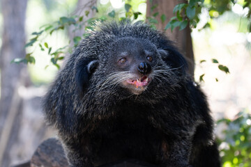 Close up Cute bear , Binturong, on the tree