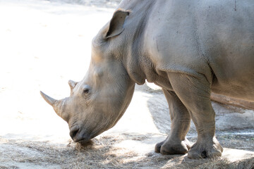 Obraz premium Close up Huge Rhinoceros on the ground