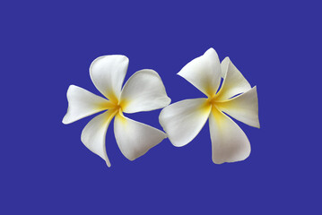 Fototapeta na wymiar Isolated white plumeria flower with clipping paths.