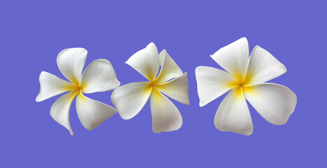 Isolated white plumeria flower with clipping paths.