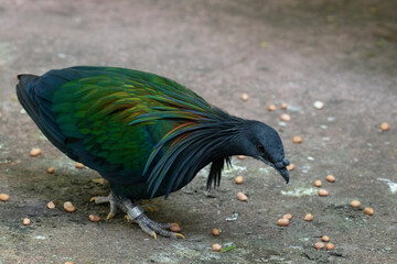Close up Nicobar Pigeon, Nicobar Dove