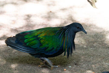 Close up Nicobar Pigeon, Nicobar Dove