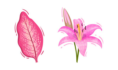 Bright Pink Tropical Flower with Lily and Leaf Vector Set