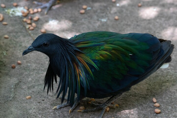 Close up Nicobar Pigeon, Nicobar Dove