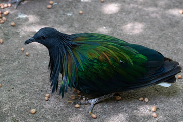 Close up Nicobar Pigeon, Nicobar Dove