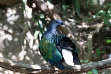 Close up Nicobar Pigeon, Nicobar Dove