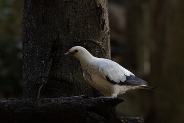 Close up White  Pied Imperial Pigeon
