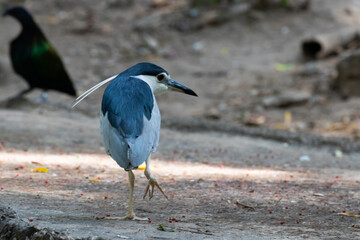 Close up Little Heron Bird, 
Cute Blue Bird walking on the ground with two white long feathers