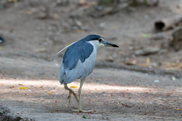 Close up Little Heron Bird, 
Cute Blue Bird walking on the ground with two white long feathers