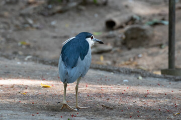 Close up Little Heron Bird, 
Cute Blue Bird walking on the ground with two white long feathers
