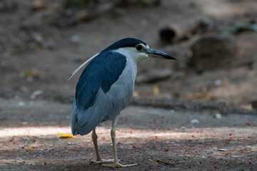 Close up Little Heron Bird, 
Cute Blue Bird walking on the ground with two white long feathers