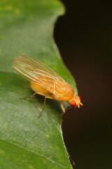 lesser fruit fly Drosophila melanogaster