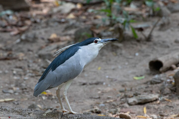 Close up Little Heron Bird, 
Cute Blue Bird walking on the ground with two white long feathers