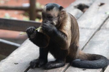 Close up Funny Capuchin monkey