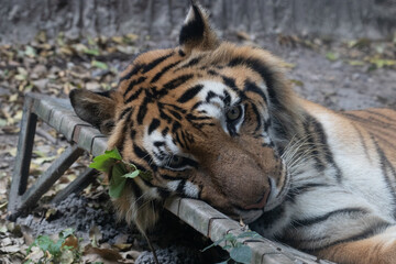 Close up  portrait of Indochinese Tiger relaxing on the ground