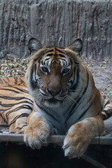 Fototapeta na wymiar Close up portrait of Indochinese Tiger relaxing on the ground