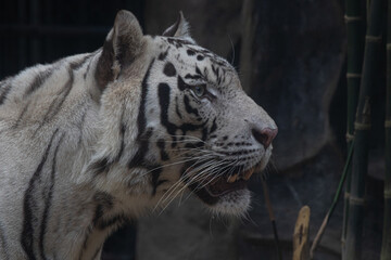 Close up Side profile of White Tiger