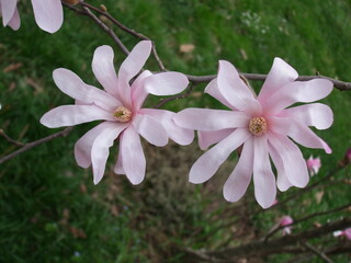 magnolia