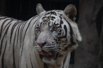 Close up Funny White Tiger 