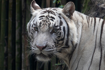 Close up Side profile of White Tiger