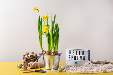 Spring easter holiday composition with narcissus flower, quail eggs