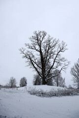snow covered large old oak tree in winter park
