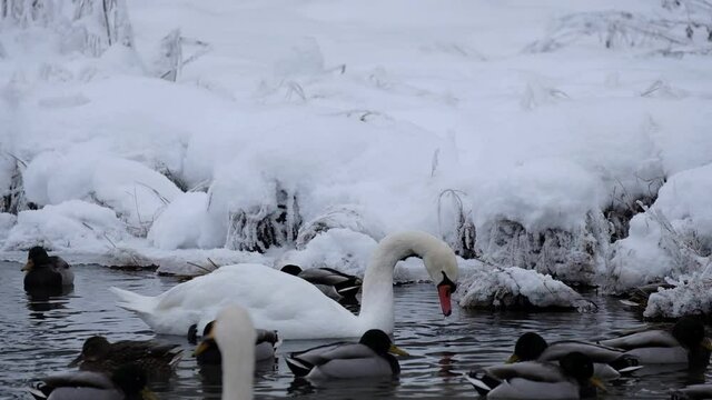White swans in winter on a non freezing lake. Izborsk, Pskov region.