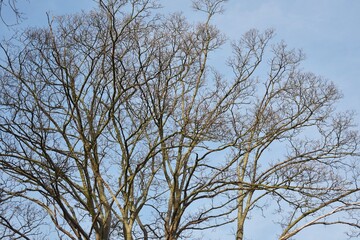 Bare tree branches against sky.