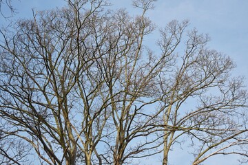 Fototapeta premium Bare tree branches against sky.