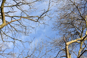 Bare tree branches against sky.
