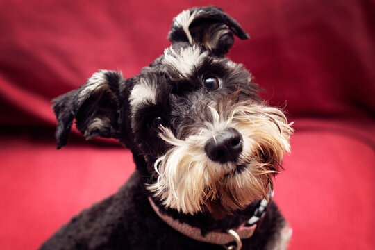 Cute Purebred Black Miniature Schnauzer Dog Puppy Portrait 