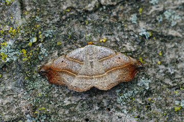 Closeup on the beautiful hook-tip geometer moth, Laspeyria flexula on a piece of wood