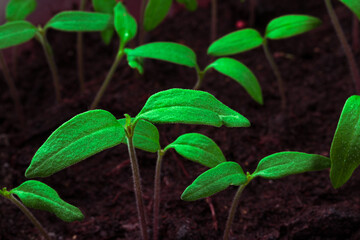 young shoots of seedlings emerged from the ground, close-up