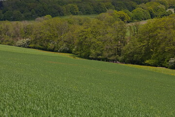 Wiesen Jagd Natur Landschaft Landwirtschaft nachhaltig Biosphäre Frühling Sommer grün grüne Wiesen