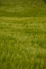 Wiesen Jagd Natur Landschaft Landwirtschaft nachhaltig Biosphäre Frühling Sommer grün grüne Wiesen