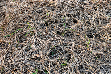 Close up top view of a straw covered potato seed bed inside of an agricultural land