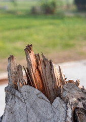 Dried wood stump close up with selective focus