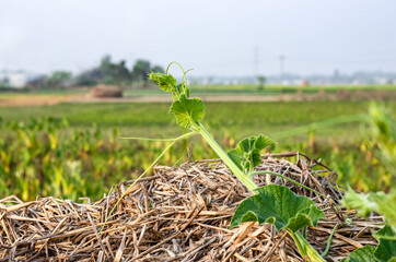 Fresh creeper of calabash or bottle gourd vegetable growing on a straw pile in the agricultural farm